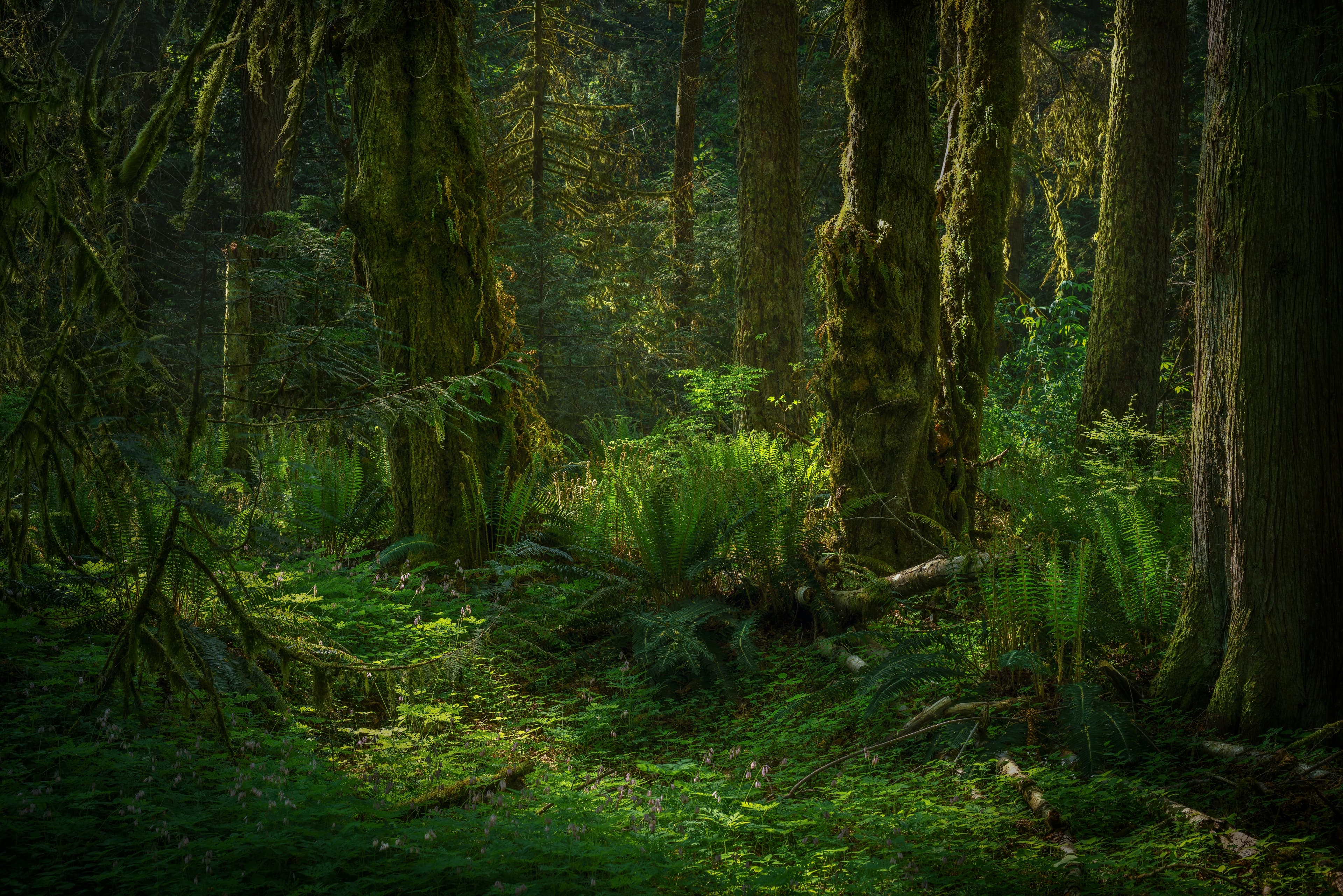 Forest background